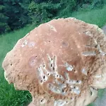 Gosciniec Dziubasowki * ノヴィ・タルク