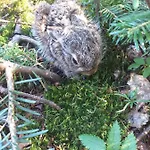 シャレー Gosciniec Dziubasowki *