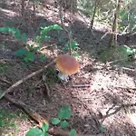 Gosciniec Dziubasowki シャレー *