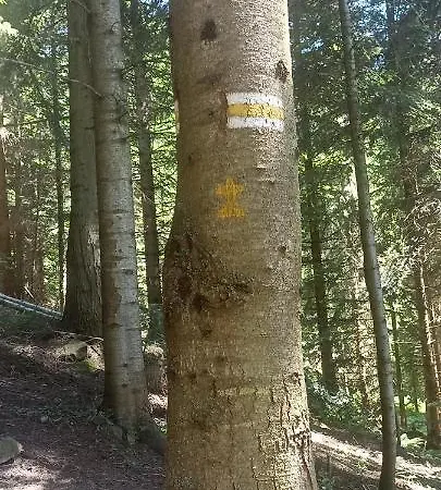 Gosciniec Dziubasowki Шале