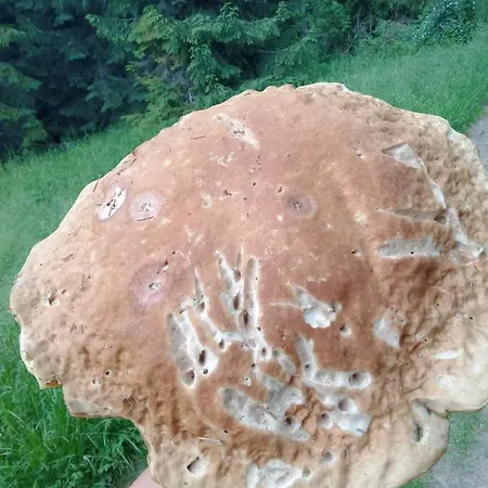 Gosciniec Dziubasowki * Новий Тарг