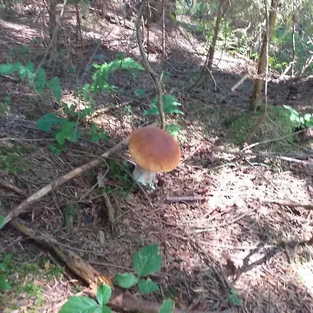 Gosciniec Dziubasowki Chalet *