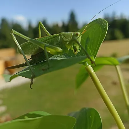 Gosciniec Dziubasowki *
