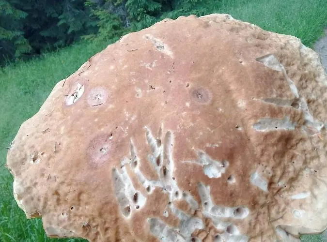 Gosciniec Dziubasowki * Nowy Targ