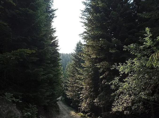 Gosciniec Dziubasowki *