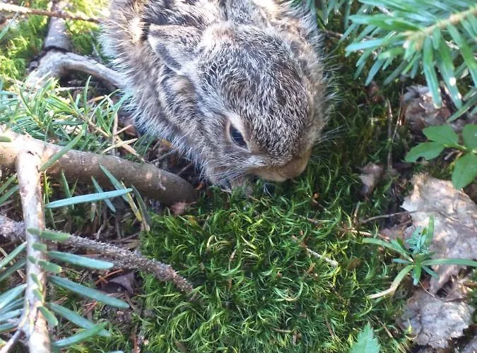 Dağ evi Gosciniec Dziubasowki *