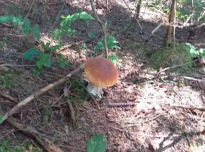 Gosciniec Dziubasowki Dağ evi *